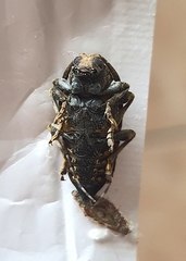 Trypanidius notatus