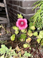 Malva trimestris
