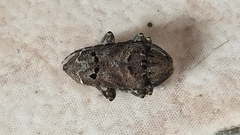 Trypanidius notatus