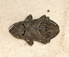 Trypanidius notatus