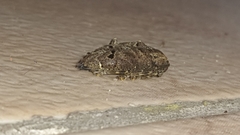 Trypanidius notatus