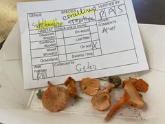 Cantharellus corallinus