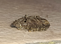 Trypanidius notatus