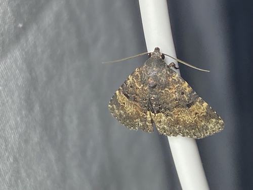 Diabolical Fungus Moth