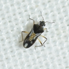 Microvelia pygmaea