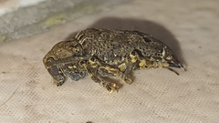 Trypanidius notatus