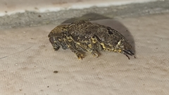 Trypanidius notatus