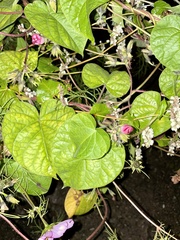 Malva trimestris