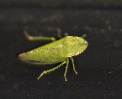Xerophloea peltata