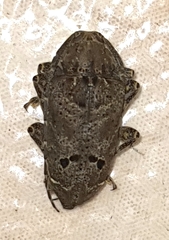 Trypanidius notatus