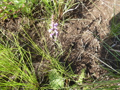 Striga bilabiata bilabiata