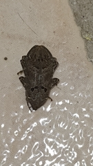 Trypanidius notatus