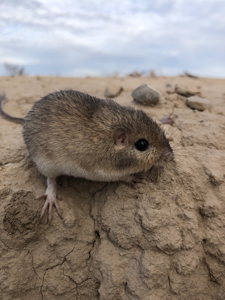 Eastern Desert Pocket Mouse