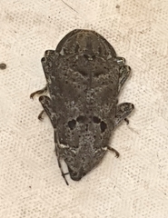 Trypanidius notatus