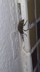 Trypanidius notatus