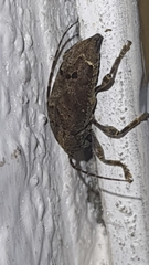 Trypanidius notatus