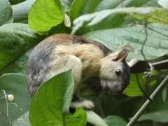 Sciurus variegatoides helveolus