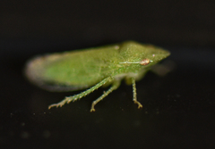 Xerophloea peltata