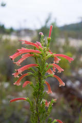 Erica curviflora curviflora