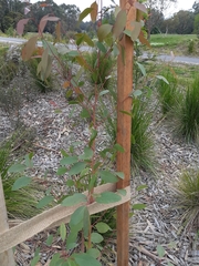 Eucalyptus yarraensis