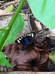 Alypiodes bimaculata