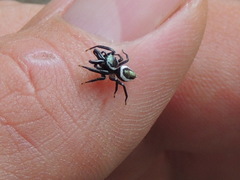 Messua limbata