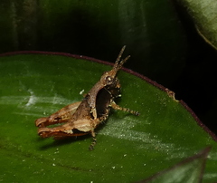 Eujivarus meridionalis