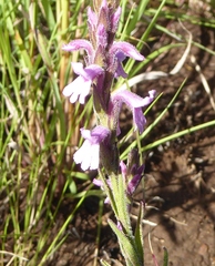 Striga bilabiata bilabiata