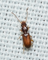 Perileptus areolatus