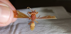 Polistes mexicanus