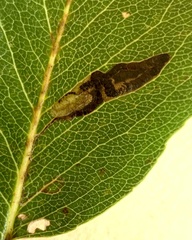 Stigmella oxyacanthella
