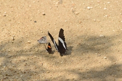 Siproeta superba superba