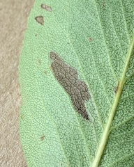 Stigmella oxyacanthella