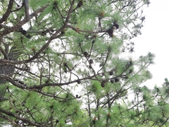 Pinus oocarpa