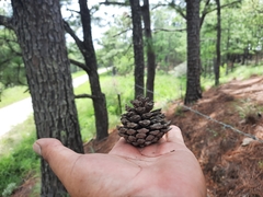 Pinus oocarpa
