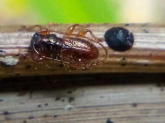 Microlamia pygmaea
