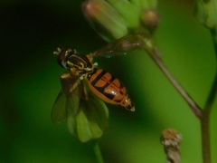 Toxomerus floralis