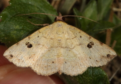 Hemeroplanis floccalis