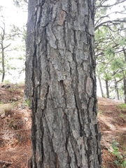 Pinus oocarpa