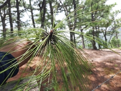 Pinus oocarpa