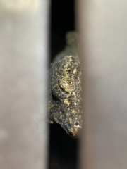 Gekko japonicus