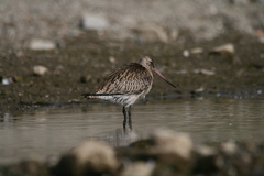 Limosa lapponica