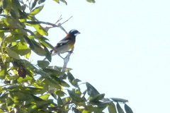 Spindalis zena benedicti