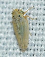 Austroagallia sinuata