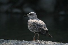 Larus michahellis