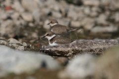 Charadrius dubius