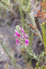 Indigofera rhodantha