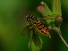 Toxomerus floralis