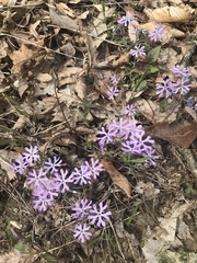 Phlox bifida