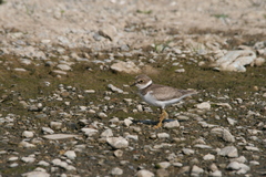 Charadrius dubius